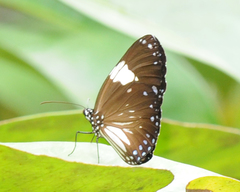 Euploea radamanthus