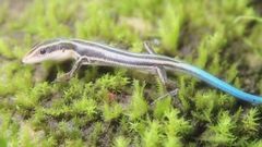 Emoia caeruleocauda