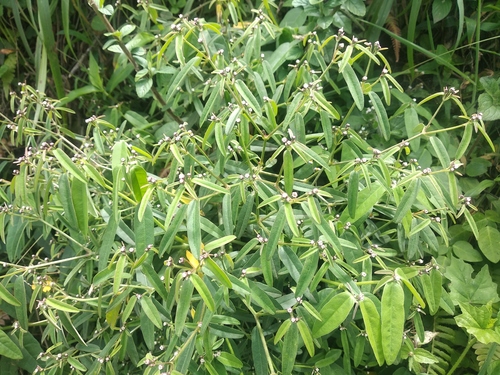Euphorbia arenaria