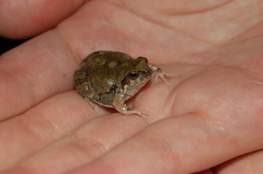 Physalaemus biligonigerus