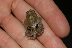 Physalaemus biligonigerus