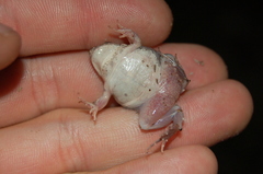 Physalaemus biligonigerus