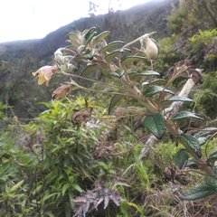 Siphocampylus affinis