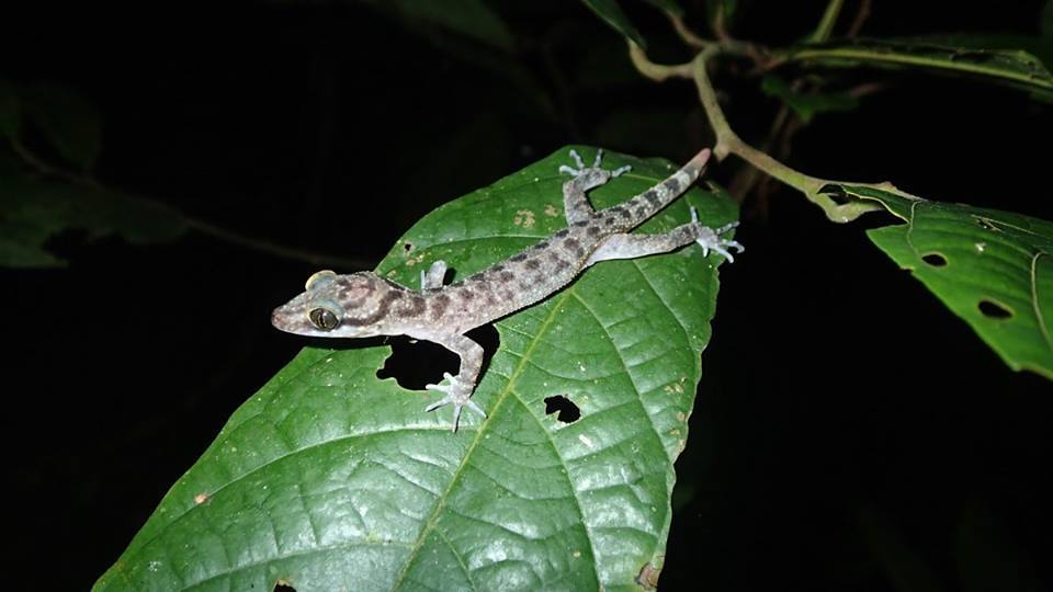 Seram Bent-Toed Gecko