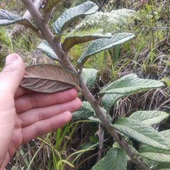 Siphocampylus affinis