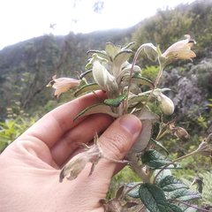 Siphocampylus affinis