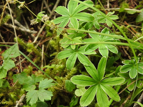 Pale Lady's Mantle (Alchemilla pallens)