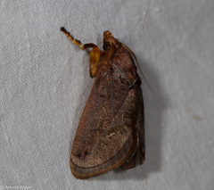 Phocoderma velutina