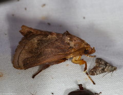 Phocoderma velutina