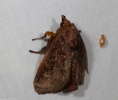 Phocoderma velutina
