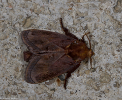 Phocoderma velutina