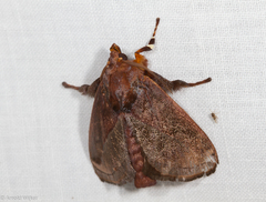 Phocoderma velutina