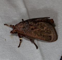 Phocoderma