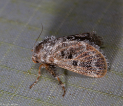 Devaz aspergillata