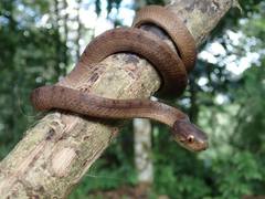 Pareas carinatus