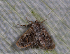 Devaz aspergillata