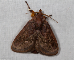 Phocoderma velutina