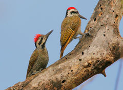 Chloropicus namaquus