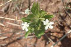 Dyschoriste setigera