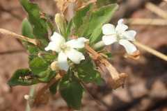 Dyschoriste setigera