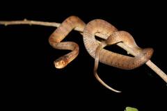 Pareas carinatus