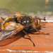 黃跗寄蠅 - Photo (c) Thomas Bresson，保留部份權利CC BY