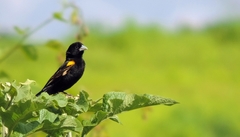 Euplectes albonotatus