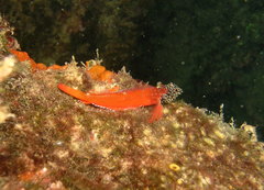 Tripterygion melanurus