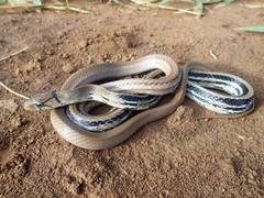 Coelognathus radiatus