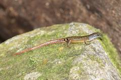 Sphenomorphus cyanolaemus