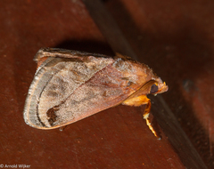 Phocoderma velutina