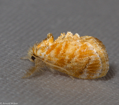 Narosa velutina