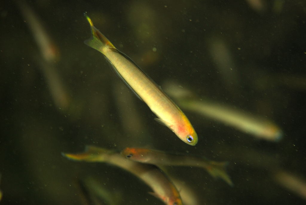 Yellowhead hulafish (Trachinops noarlungae) — Plesiopidae