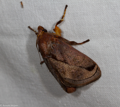 Phocoderma velutina