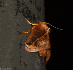 Phocoderma velutina