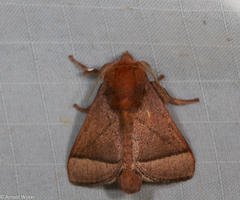 Praesetora albitermina