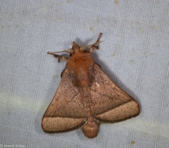 Praesetora albitermina