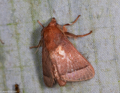 Praesetora albitermina