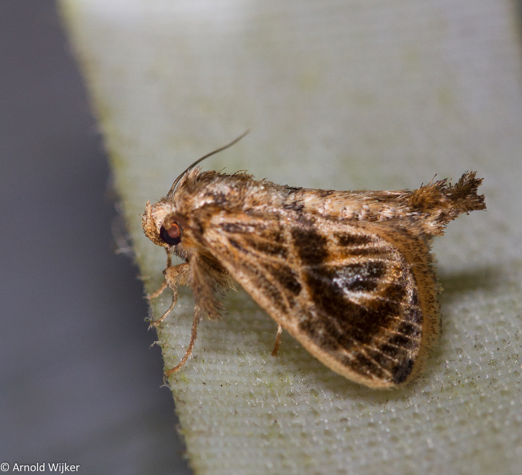 Atosia doenia
