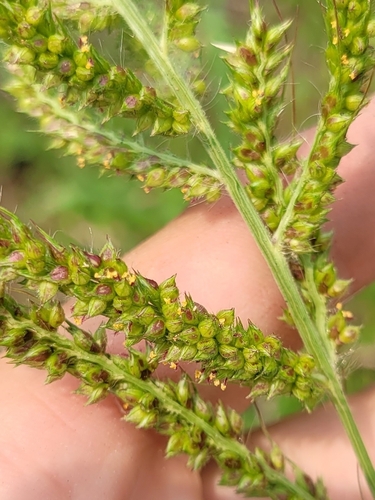 Image of Echinochloa muricata by (c) Sam Turner, some rights reserved (CC BY)