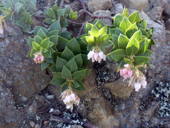 Arctostaphylos imbricata