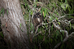 Pseudocheirus occidentalis