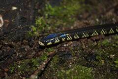 Cylindrophis melanotus