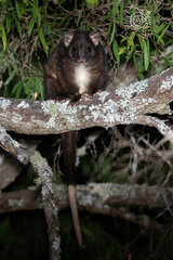 Pseudocheirus occidentalis