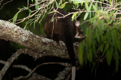 Pseudocheirus occidentalis