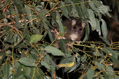 Pseudocheirus occidentalis