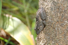 Scinax acuminatus