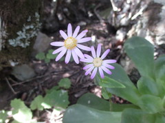 Pericallis tussilaginis