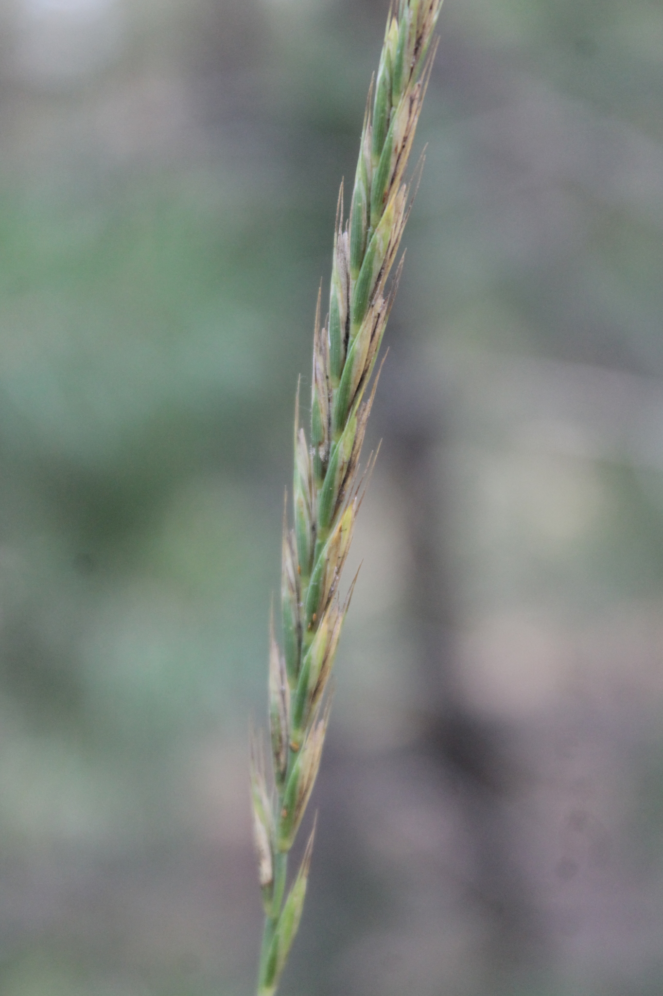 Elymus caninus