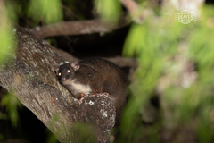 Pseudocheirus occidentalis